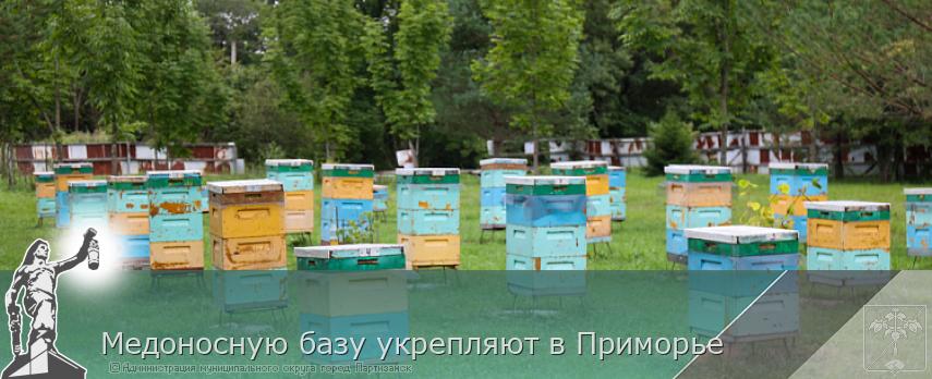Медоносную базу укрепляют в Приморье | Администрация муниципального округа город Партизанск Приморского края Официальный сайт