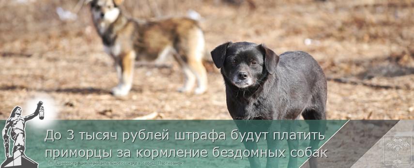 До 3 тысяч рублей штрафа будут платить приморцы за кормление бездомных собак | Администрация муниципального округа город Партизанск Приморского края Официальный сайт